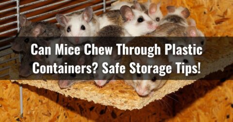 Can Mice Chew Through Plastic Containers? Safe Storage Tips!